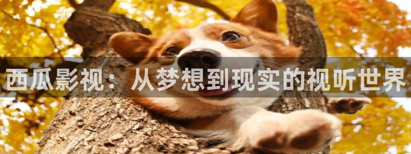 库尔勒新汇嘉麦田影城今日放映：西瓜影视：从梦想到现实的视听世界